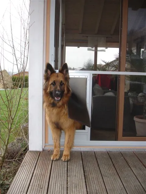 Huber Franz - Insektenschutz - Fenster - Türen – Schäferhund kommt durch Hundetür zur Terrasse